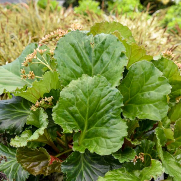 Pigsqueak ‘Rippled Effect’ - Huge 12”+ leaves with Candelabras of White Flowers-Bergenia -Perennial -critter resistant -attracts pollinators