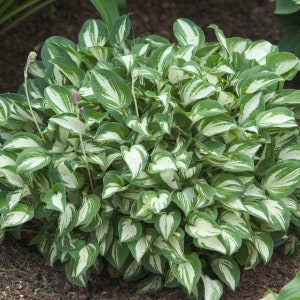 Hosta-‘Pandora’s Box’ - Rare collectors miniature Hosta - Perennial