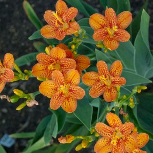 Blackberry Lily ‘Freckle Face’- Brilliant Orange Flowers with vivid Red Speckling- Belmacanda Perennial- attract pollinators- flower bouquet