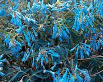 Corydalis ‘Porcelain Blue’ Vibrant aqua blue flowers- Corydalis Perennial - Attracts Pollinators PLUS Deer and Rabbit Proof