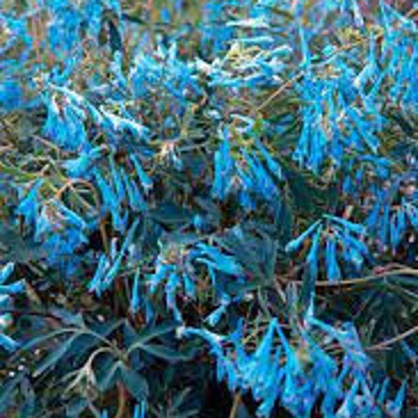 Corydalis ‘Porcelain Blue’ Vibrant aqua blue flowers- Corydalis Perennial - Attracts Pollinators PLUS Deer and Rabbit Proof