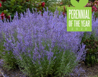 Russian Sage ‘Denim ‘n Lace’ Bright Sky Blue Flowers on fragrant silvery blue-green upright foliage- Perovskia Perennial Plant-Critter Proof