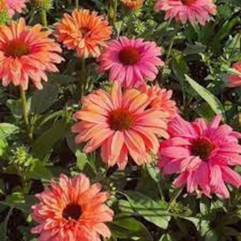 Pode incluir: Close-up de v&aacute;rias flores de Echinacea em tons de rosa e laranja, com centros castanhos escuros. As flores est&atilde;o em plena flora&ccedil;&atilde;o, rodeadas por folhagem verde. A imagem mostra as cores e texturas vibrantes das flores.