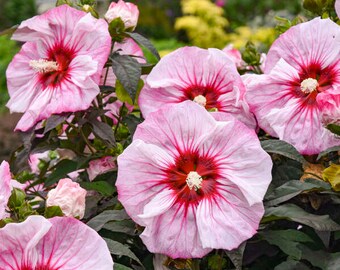 Hibiscus 'Cherry Choco Latte' - énormes fleurs blanches de 23 cm (9 po.) avec veines rose foncé, yeux rouges foncés - Vivace - attire les pollinisateurs - Floraison longue