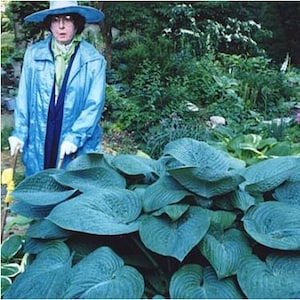 Hosta - &#39;Humpback Whale&#39; - Giant Blue Hosta, One of the Biggest & Best! - attracts pollinators
