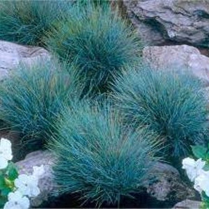 Puede incluir: Un grupo de hierbas ornamentales de color azul verdoso que crecen en un jard&iacute;n. Las hierbas est&aacute;n agrupadas y tienen una textura suave y plumosa.