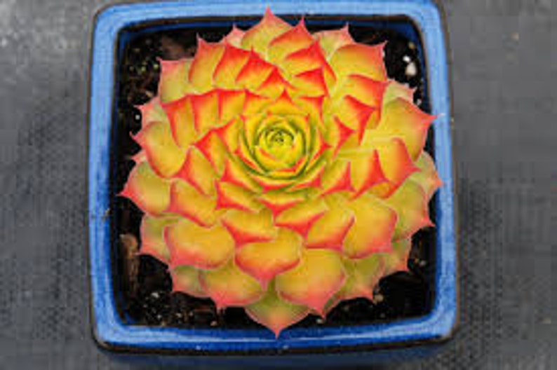 Golden nugget sempervivum for sale