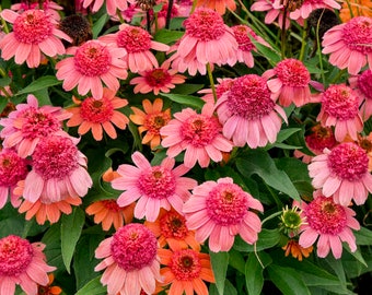 Coneflower ‘Rainbow Sherbet’ Double Orange-Pink Pom-Pom type Flowers mature to Coral-Pink - Echinacea Perennial Plant- Attracts Pollinators