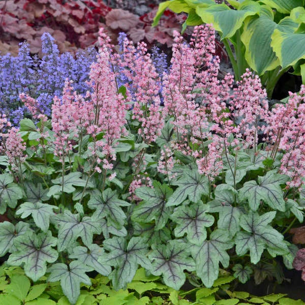 Foamy Bells ‘Pink Fizz’ -Evergreen Silver leaves with Red-Purple Veins, Pink Flowers - Heuchera Perennial - Deer & Rabbit Proof