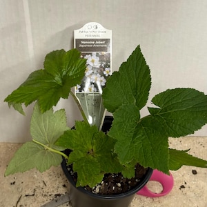 The plant pictured in spring growing in a quart size pot 4 1/2 inches wide by 5 inches tall will flower this late summer-fall with proper care