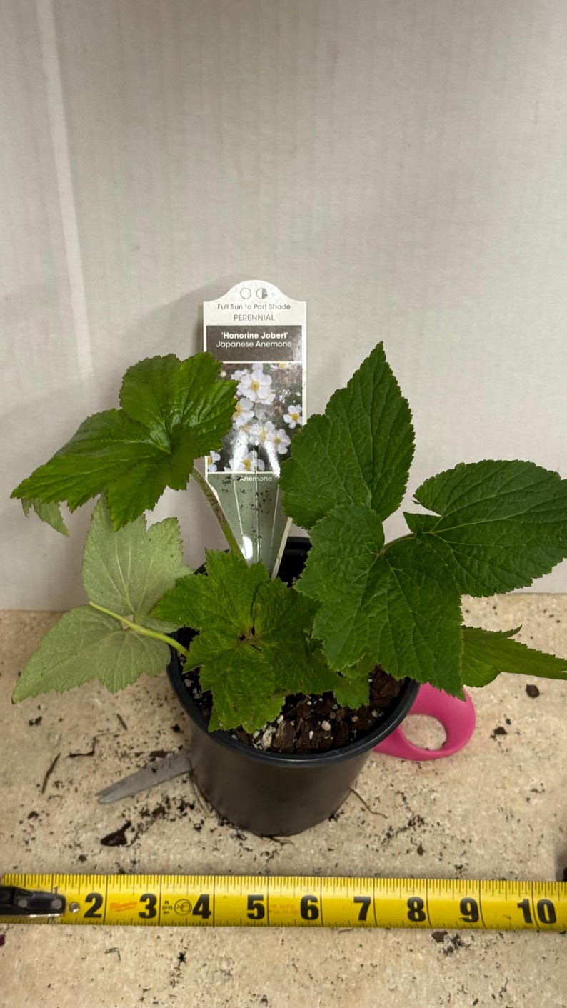 The plant pictured in spring growing in a quart size pot 4 1/2 inches wide by 5 inches tall will flower this late summer-fall with proper care