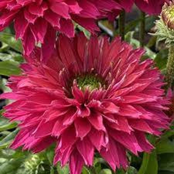 Coneflower ‘Sweet Fuschia' -huge 4", intense fuschia pink double flowers- Echinacea Sunseekers Perennial- Flower arrangements and bouquets