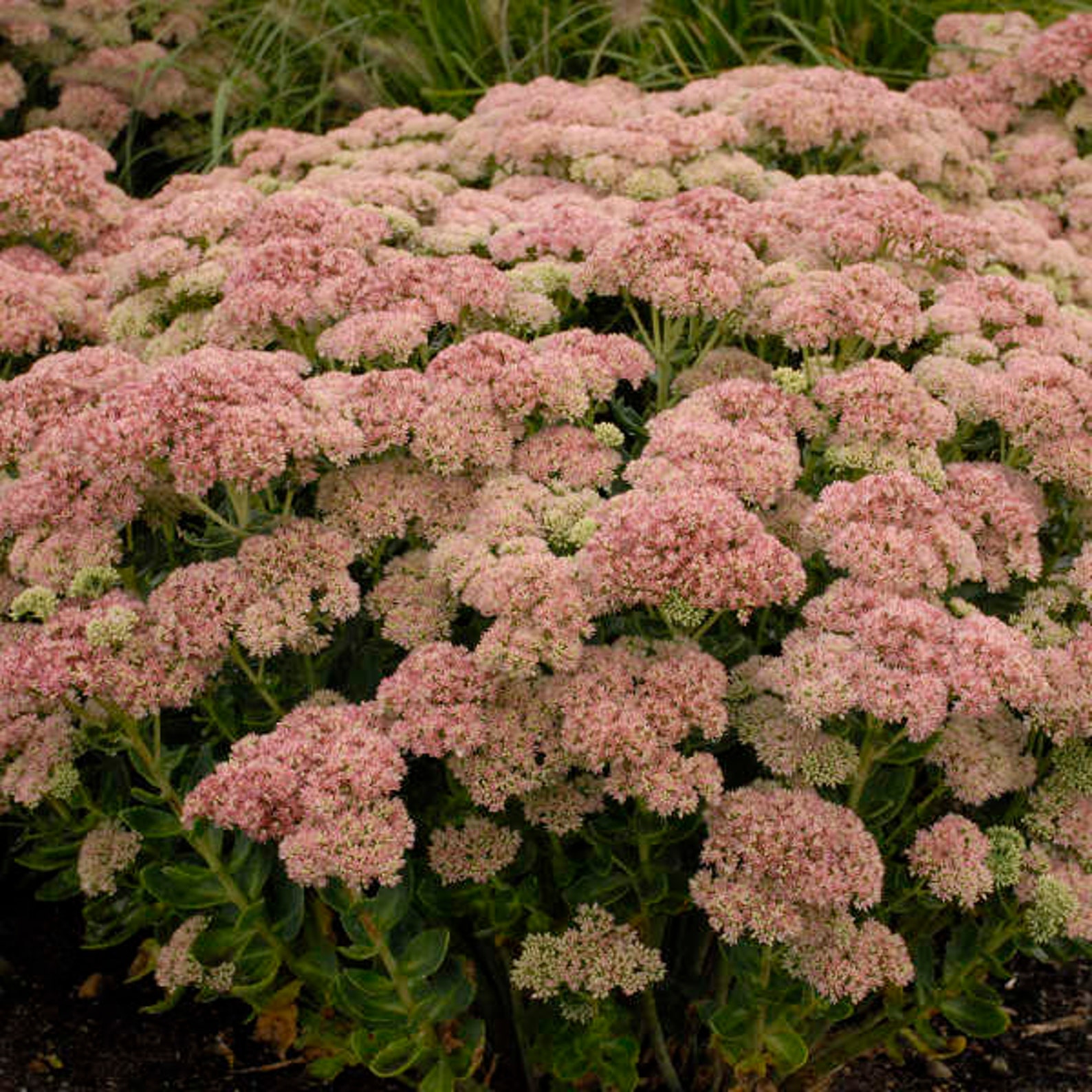 Stonecrop ‘autumn Joy’ - Upright Green Leaves With Pink Flowers - Sedum