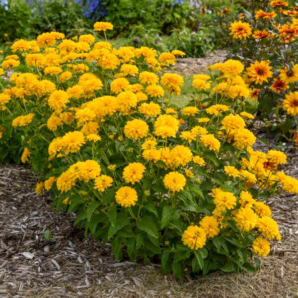 False Sunflower ‘rays for Days’ Fully Double Sunny Golden-yellow ...