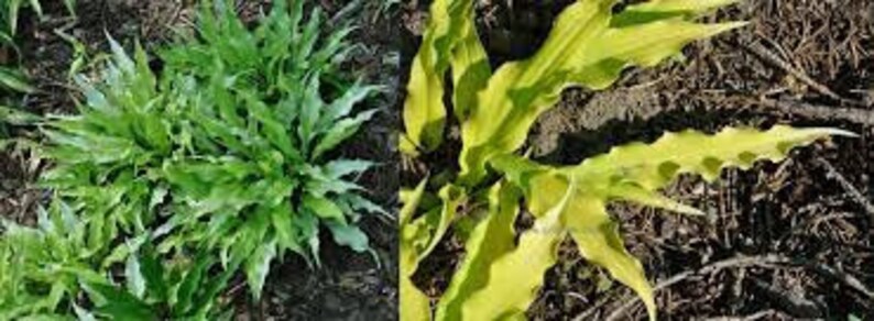MrPerennial Hosta Wiggles and Squiggles - Thumbnail 3