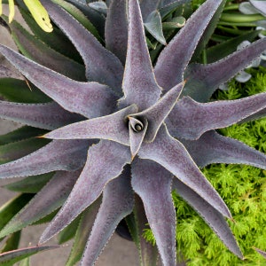 Mangave ‘Purple People Eater’ - Purple with Purple-Red Spotting - Succulent- Tropical Perennial  -Deer and Rabbit Proof