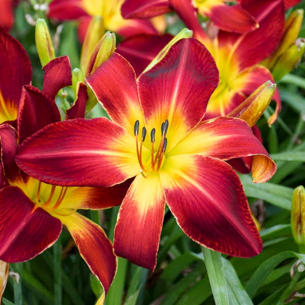 Daylily 'Ruby Spider' - Huge 9-10” Vivid Ruby Red Spider Flowers - Hemerocallis Perennial - Attracts Pollinators