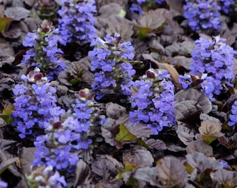 Bugleweed ‘Black Scallop’ - Blue Flowers on top of low evergreen Black Foliage- Ajuga Perennial- Attracts Pollinators- Deer and Rabbit Proof