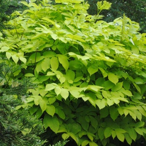 May include: A close-up of a bush with bright green leaves. The leaves are densely packed and have a slightly pointed shape.