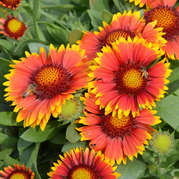 Blanket Flower ‘Arizona Sun’ - Orange-Red Flowers with a ring of Flame Yellow - Gaillardia Perennial - Attracts Birds and Pollinators