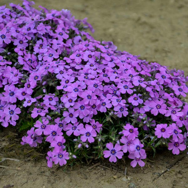 Phlox Creeping ‘Eye Shadow’- Groundcover of Fragrant Purple flowers, Dk Purple Eye- Perennial Phlox- Attracts Pollinators -critter resistant