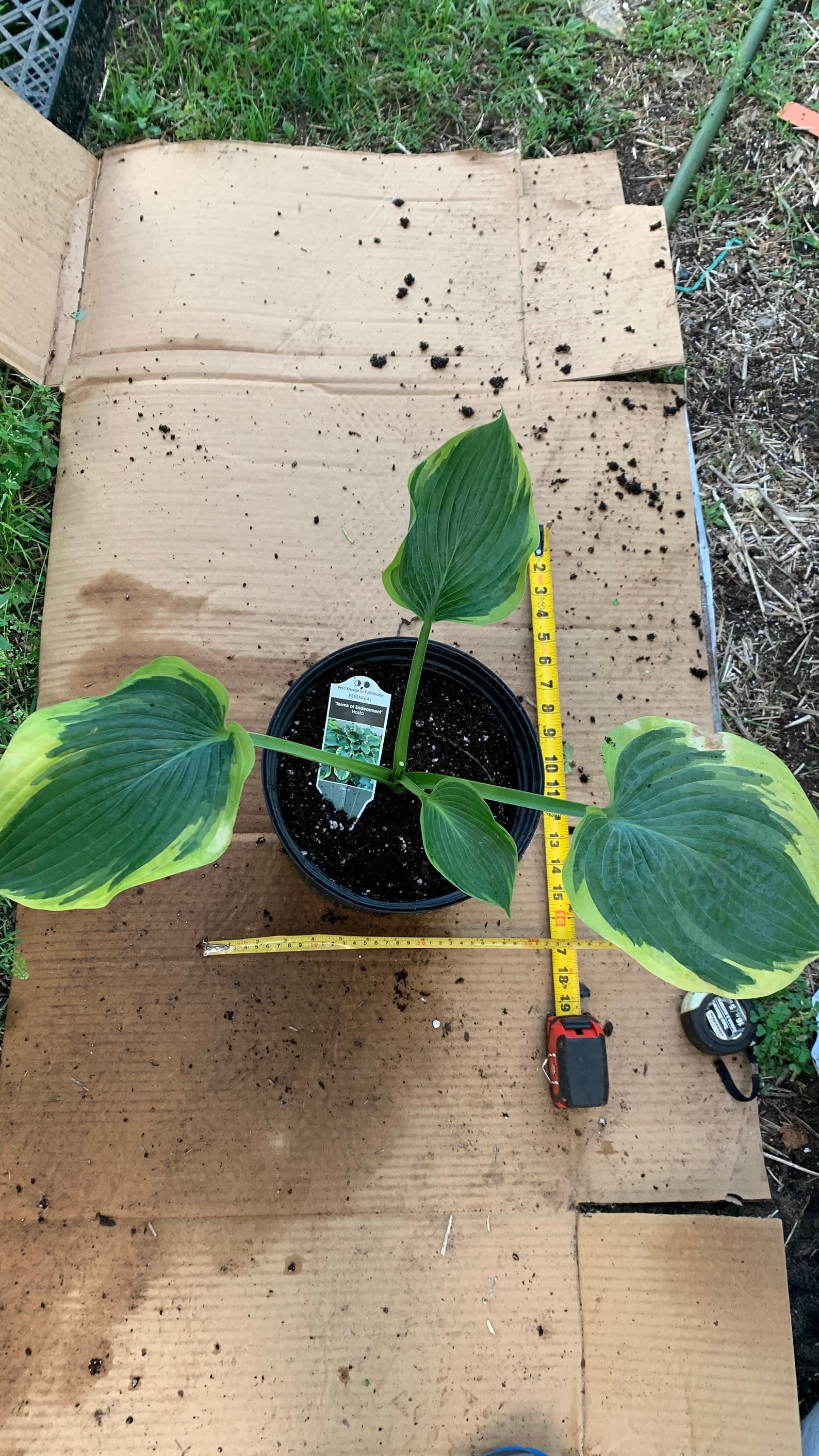 Hosta terms of Endearment Huge Blue Leaves With Non-burning - Etsy