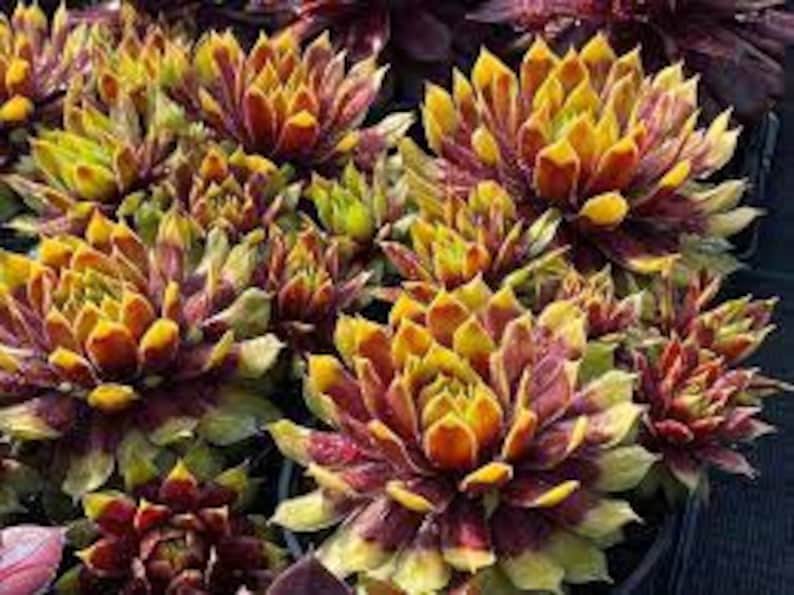Hen and Chicks Chick Charms Gold Rush - Thumbnail 4