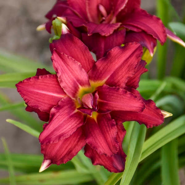 Daylily  'Double Pardon Me' -Fragrant Double Deep Red color Flowers like no other!- Hemerocallis Perennial - Attracts Pollinators