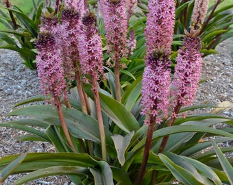 Pineapple Lily- ‘African Night' - Rosy-Pink tropical Pineapple like flowers on dark Burgandy stems and leaves -Eucomis Tropical Perennial