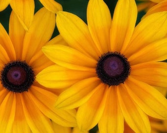 Black-Eyed Susan ‘Indian Summer’ -Huge Golden-Yellow flowers -Rudbeckia hirta Perennial  - Attracts Birds and Pollinators