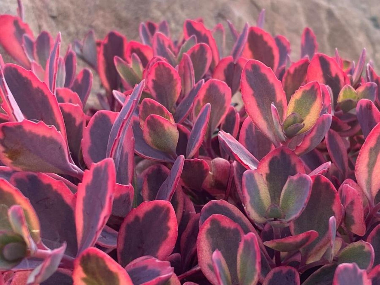 Stonecrop ‘dazzling Dynamite’ Blue-purple-pink Foliage With Orange-pink ...