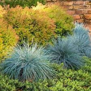 Puede incluir: Primer plano de un grupo de hierbas ornamentales de festuca azul en un entorno de jard&iacute;n. Las hierbas est&aacute;n agrupadas y tienen una textura suave y plumosa.
