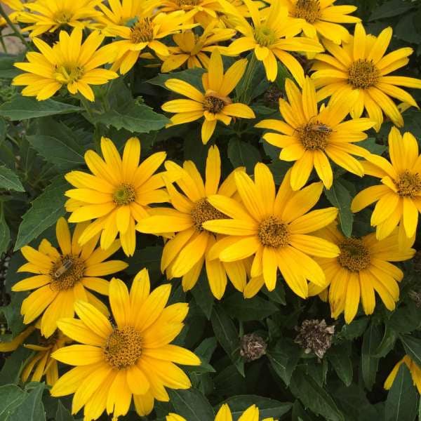False Sunflower ‘Tuscan Gold’ - Sunny Golden Yellow Flowers - Heliopsis - Perennial  - Attracts Birds and Pollinators