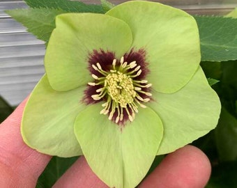 Lenten Rose 'Irish Luck' 3” Single Green Flowers with a Burgundy Eye that flares - Helleborus Evergreen Perennial -deer and rabbit Proof