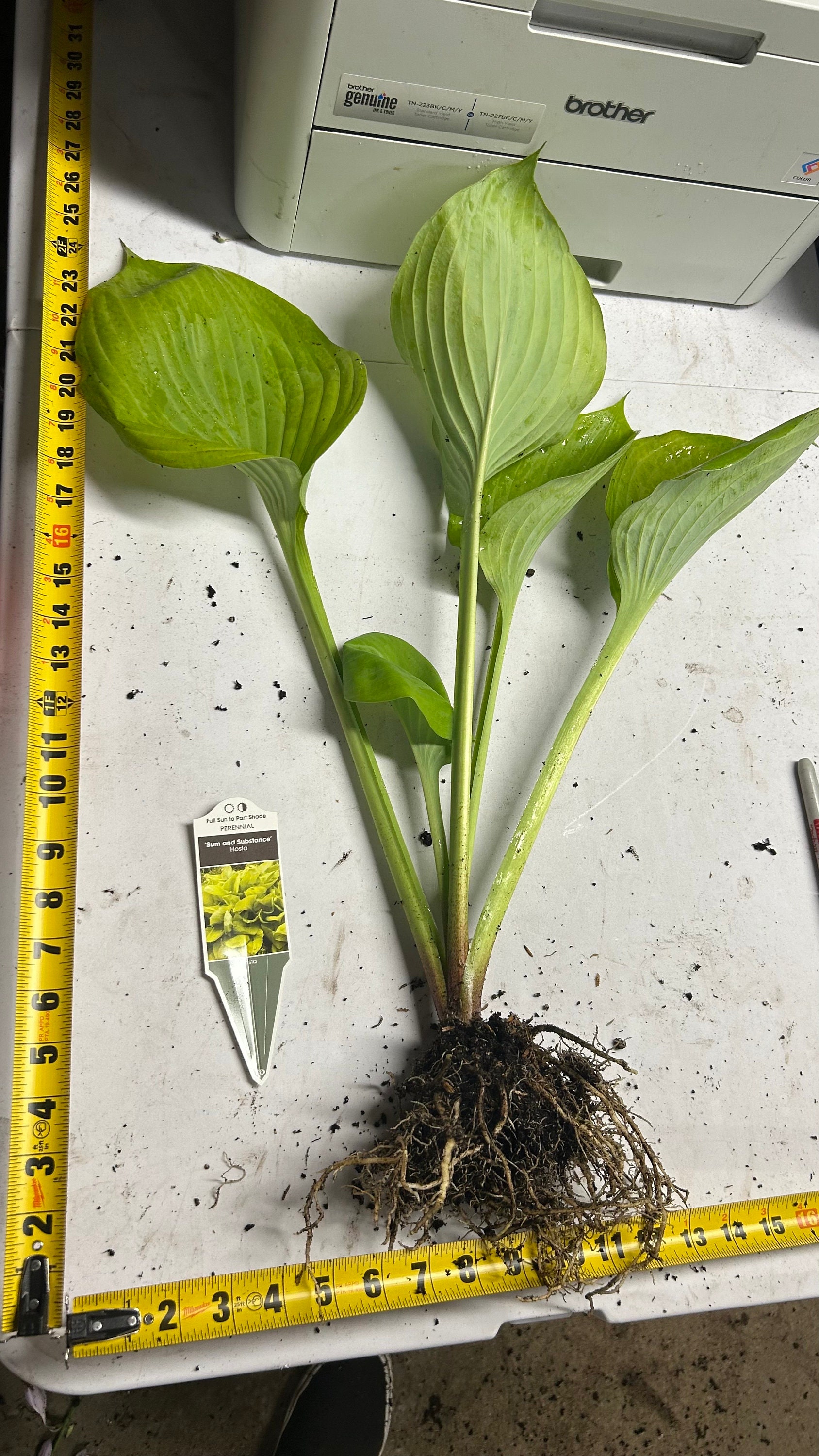 なにか？ Hosta 'Sum and Substance' - The BIGGEST Hosta! HUGE 16