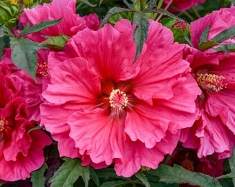 Hibiscus 'Watermelon Ruffles’ huge 7-8” magenta pink puckered ruffled flowers- Hibiscus Perennial -Attracts Pollinators