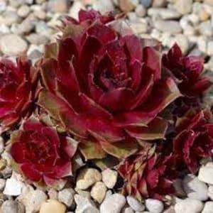 Hen and Chicks 'Red Rubin'- Vivid Red flushing foliage - Succulent Perennial Sempervivum - deer and rabbit resistant - attracts pollinators