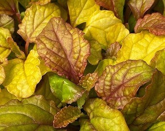 May include: Close-up of a plant with vibrant yellow and red leaves. The leaves have a textured surface and are arranged in a cluster.