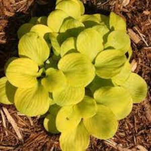 May include: A close-up of a hosta plant with bright yellow leaves. The leaves are large and have a slightly crinkled texture.