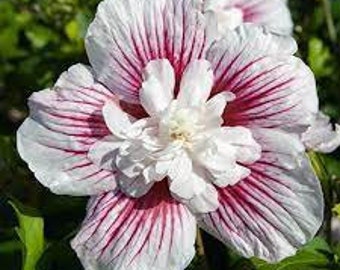 Rose of Sharon 'Starblast Chiffon’ - Fragrant White flowers with Red Bursts - Hibiscus Shrub Perennial- attracts pollinators