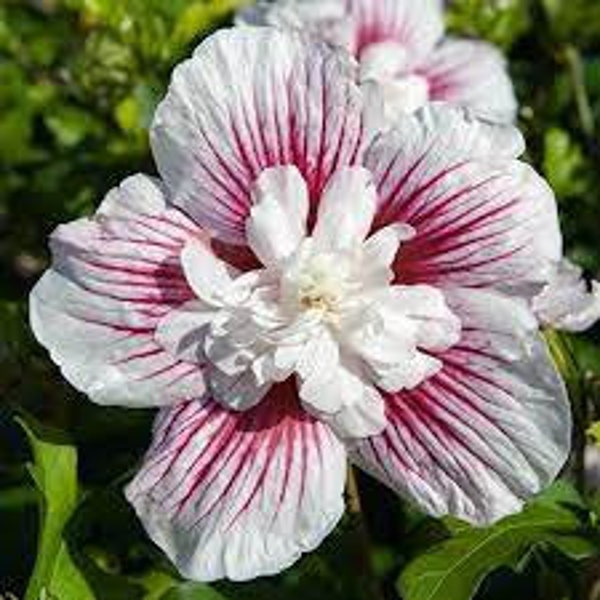Rose of Sharon 'Starblast Chiffon’ - Fragrant White flowers with Red Bursts - Hibiscus Shrub Perennial- attracts pollinators