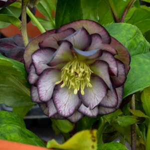 Lenten Rose ‘Black Tie Affair' 3", Double Back flowers with a lighter White center!- Helleborus - Perennial - Deer and Rabbit Proof