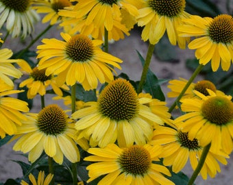 Coneflower ‘Yellow My Darling’ - NEW! Huge Yellow Flowers - Echinacea Color Coded Series - Perennial  - Attracts Birds and Pollinators