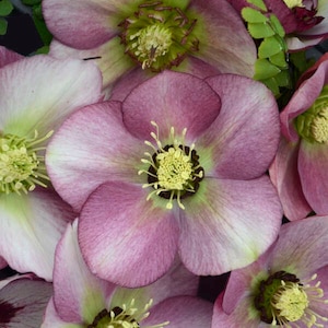 Lenten Rose &#39;Paris in Pink’ - Single light to medium Pink Flowers -Helleborus Evergreen Perennial
