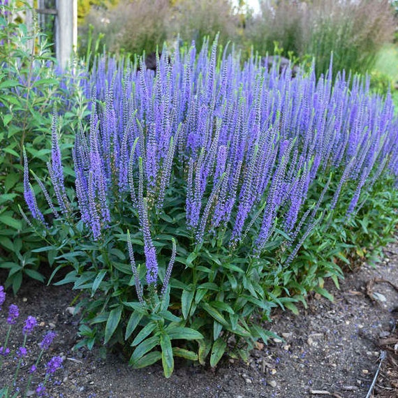 Speedwell 'blue Skywalker' Sky Blue Paintbrush-like Flowers on
