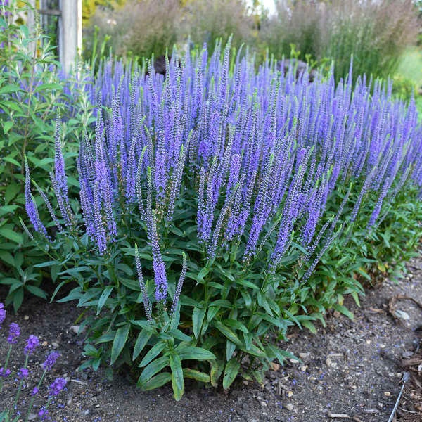 Speedwell  ‘Blue Skywalker’- Long Sky Blue Spike flowers - Veronica Perennial - Attracts Butterflies and Pollinators - Flower Arrangements