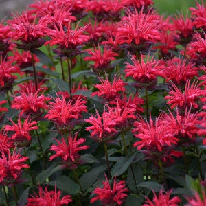 May include: A close-up of a cluster of vibrant red bergamot flowers in full bloom. The flowers have a spiky, feathery texture and are arranged in a dense, lush cluster.