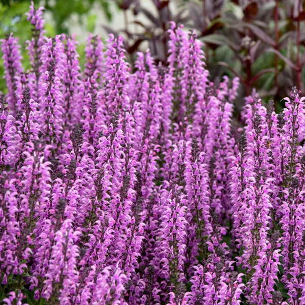 Meadow Sage ’Back to the Fuchsia’-Deep Fuchsia-Pink flowers on Dark stems-Salvia Perennial- Attracts Pollinators PLUS Deer and Rabbit Proof