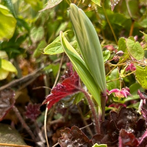 Variegated Solomons Seal coming up in the garden during spring natural habit