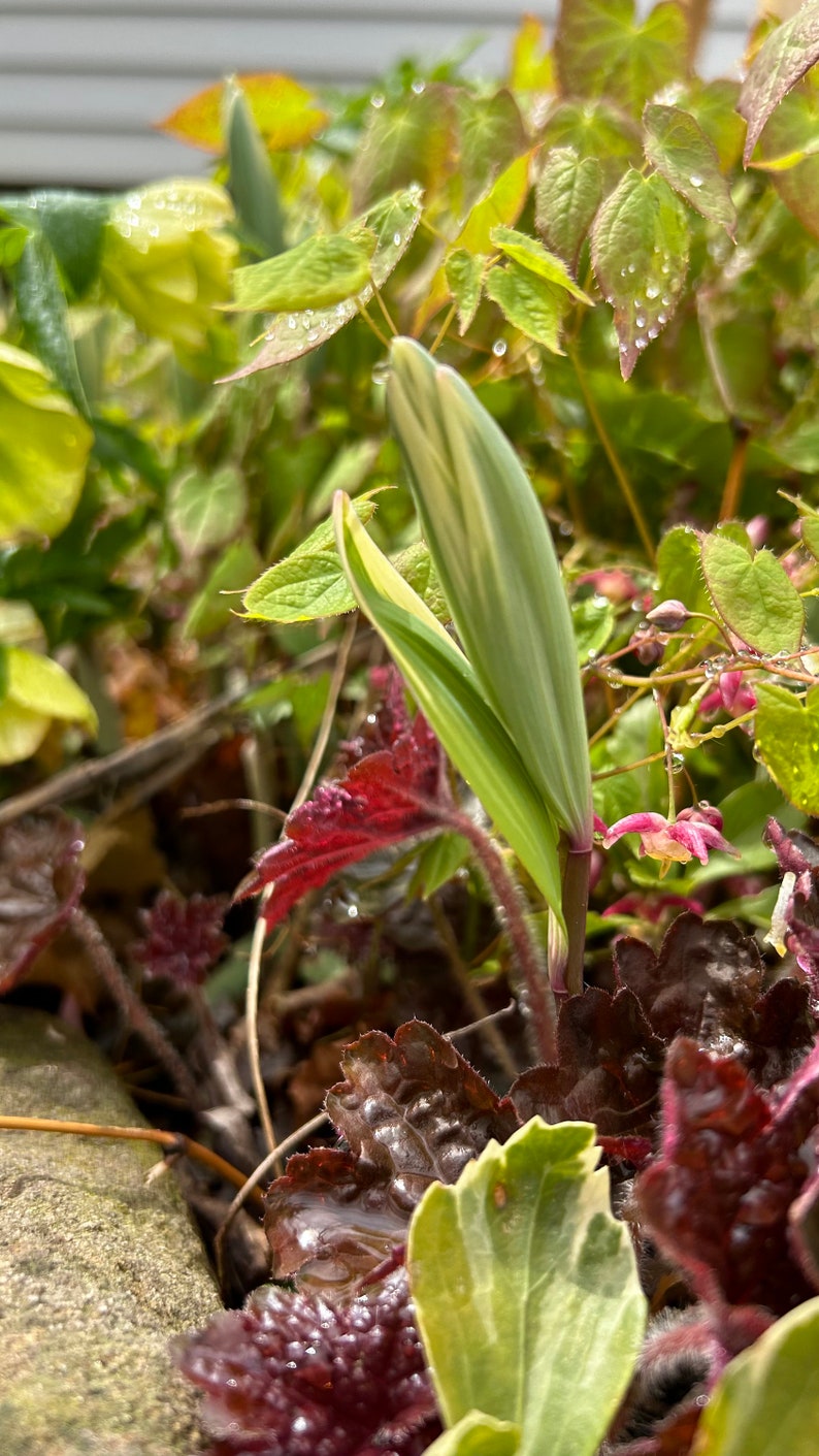 Variegated Solomons Seal coming up in the garden during spring natural habit